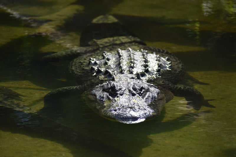 Scaley Petals
