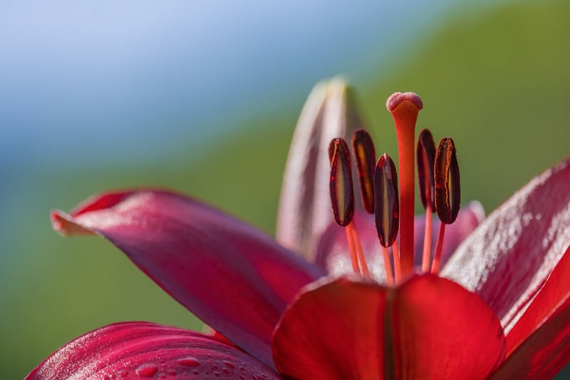 Dragon Lily