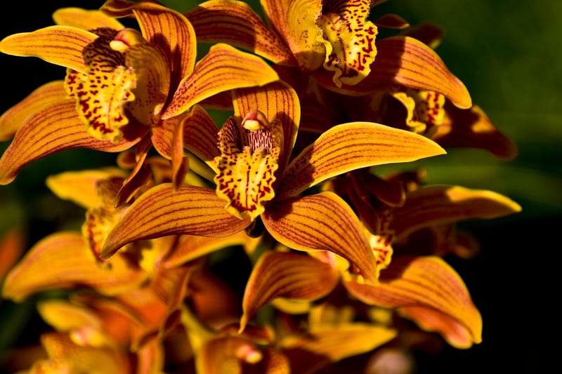 Dragon Orchid